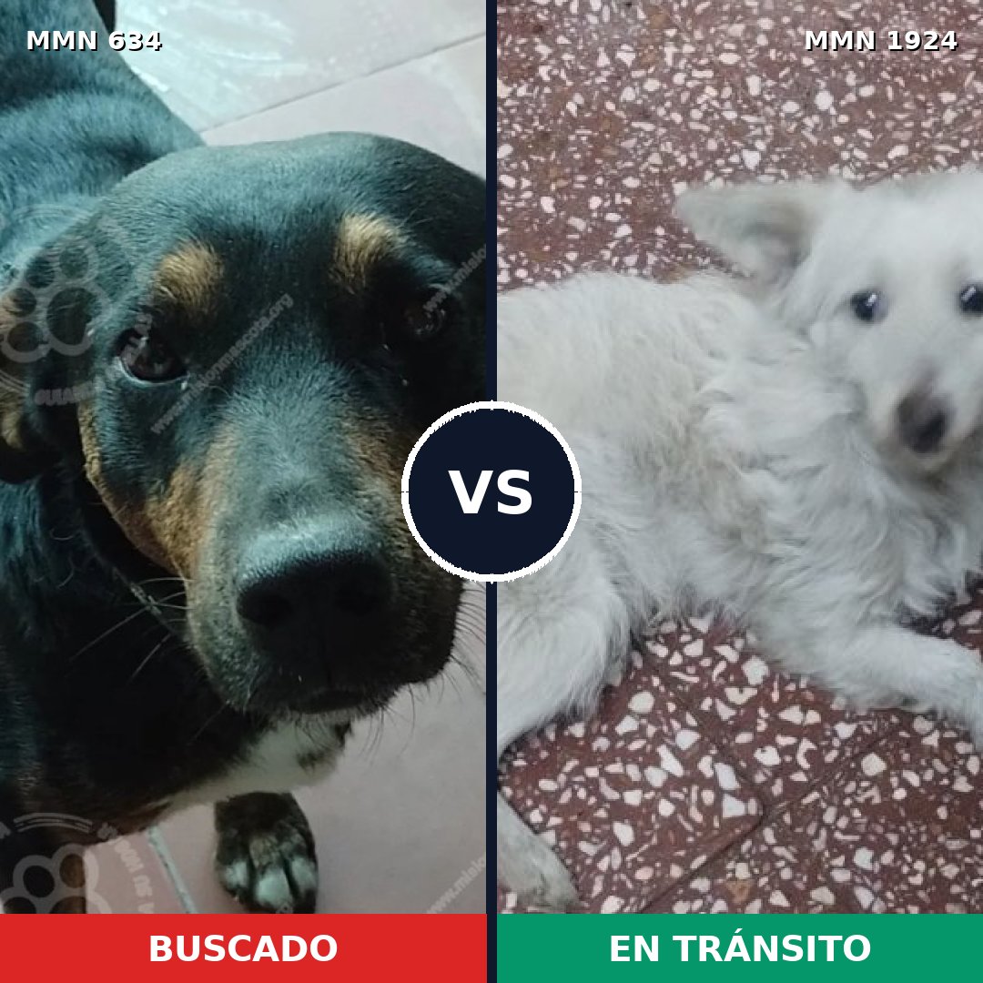 Comparativa MMS 41328: mascota perdida y mascota encontrada, 59% de similitud