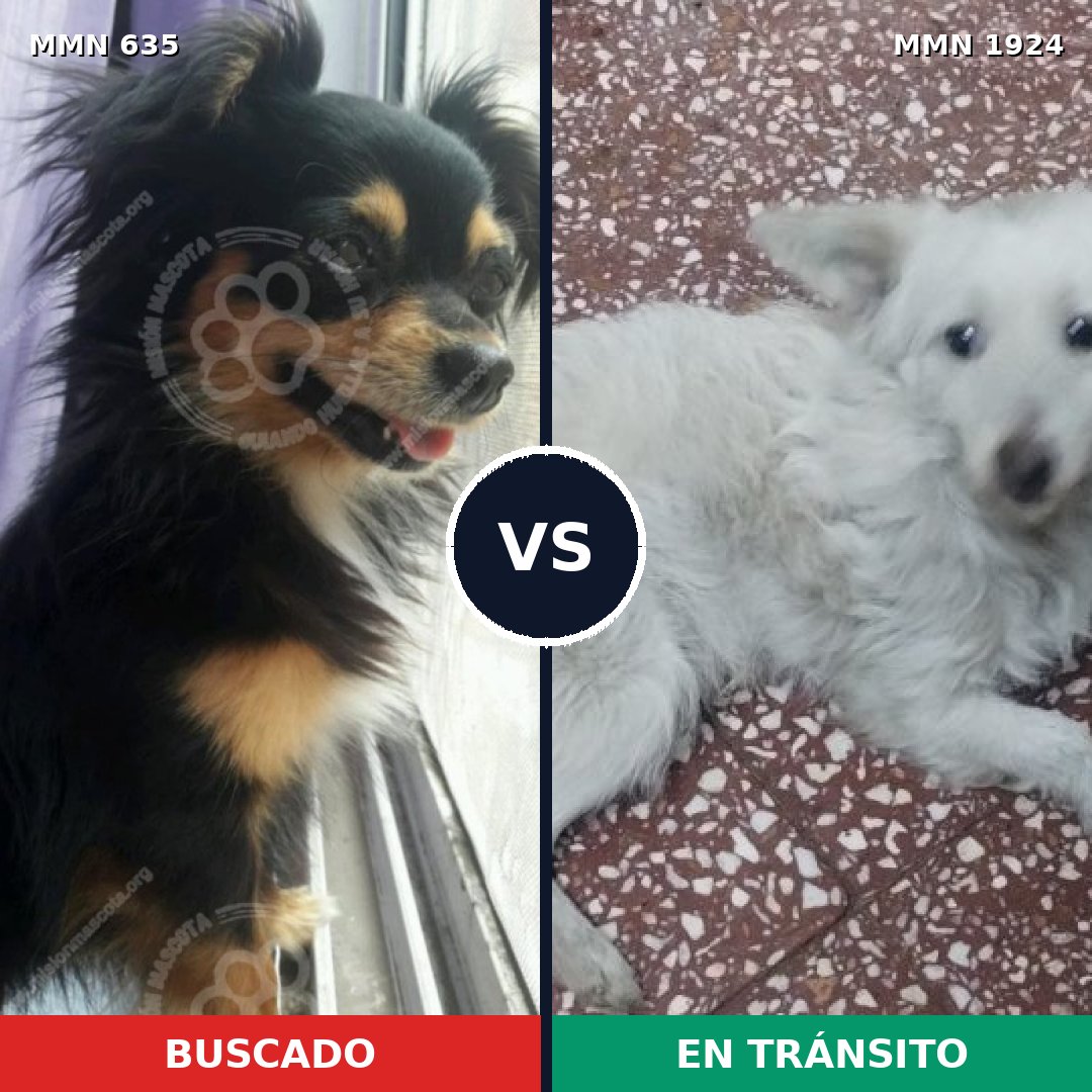 Comparativa MMS 41329: mascota perdida y mascota encontrada, 40% de similitud