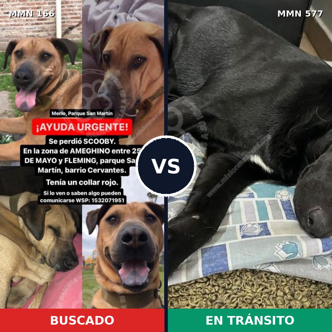 Comparativa MMS 4133: mascota perdida y mascota encontrada, 11% de similitud
