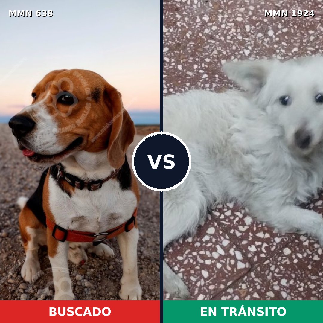 Comparativa MMS 41330: mascota perdida y mascota encontrada, 41% de similitud
