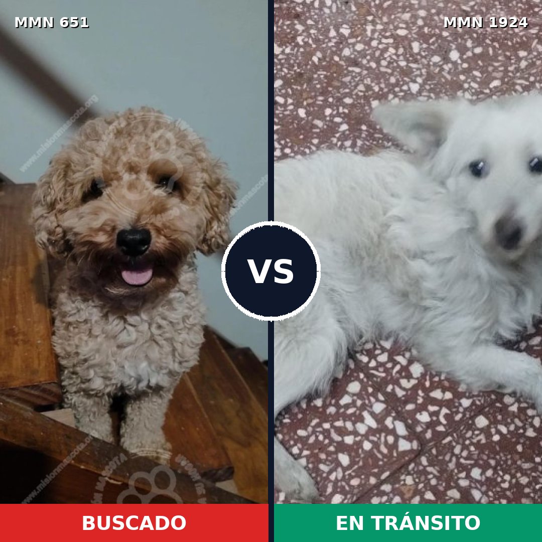Comparativa MMS 41332: mascota perdida y mascota encontrada, 39% de similitud