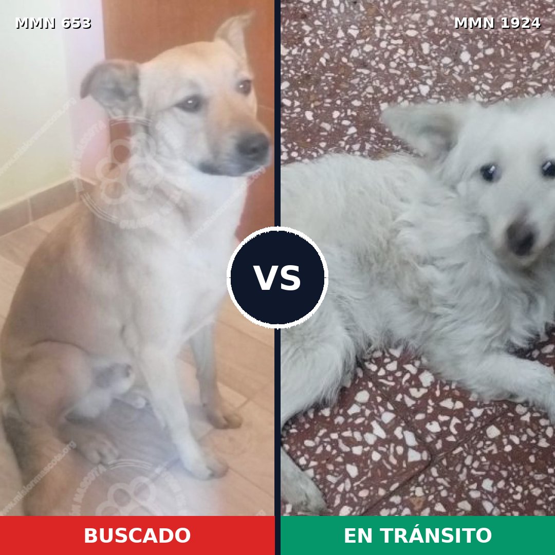 Comparativa MMS 41333: mascota perdida y mascota encontrada, 61% de similitud