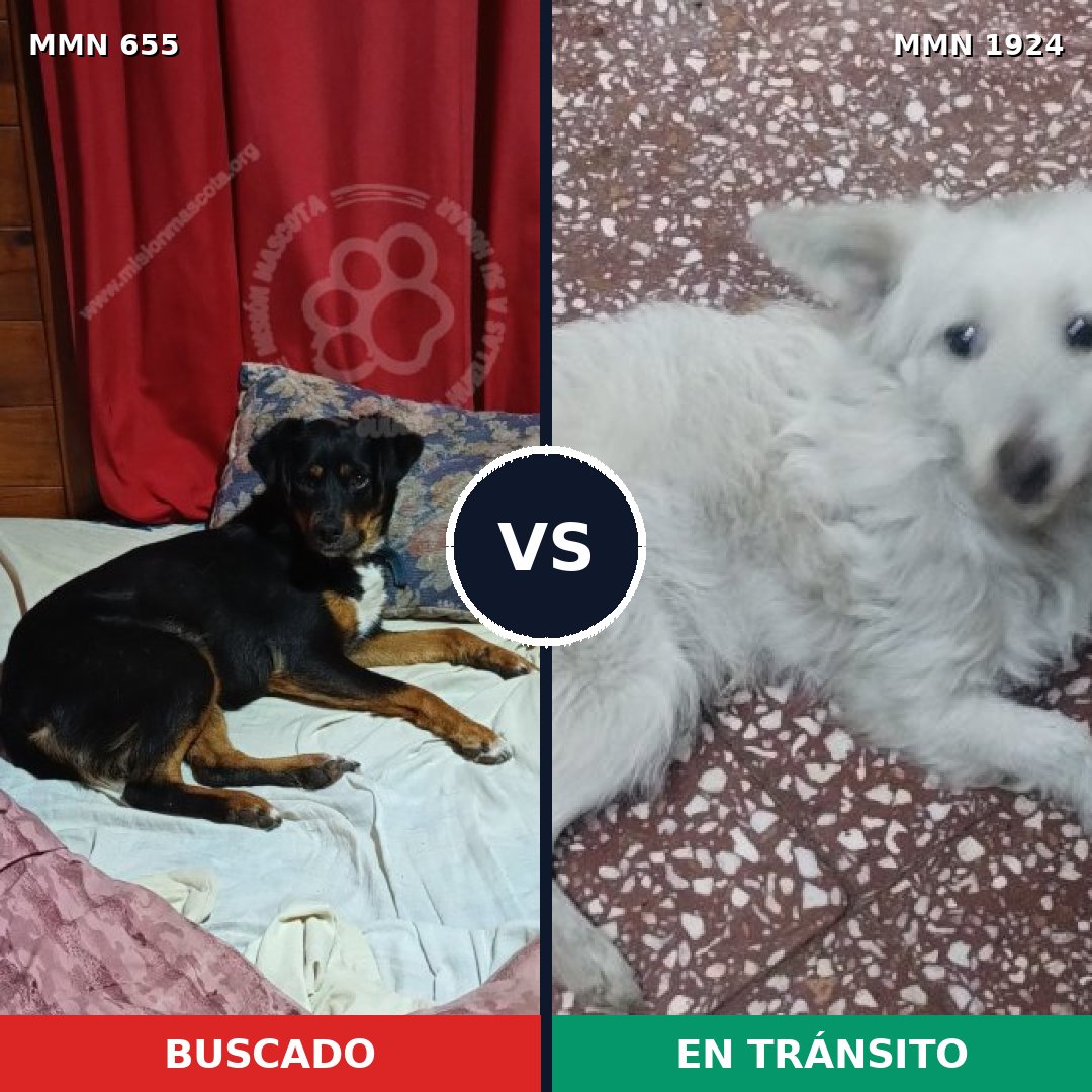 Comparativa MMS 41334: mascota perdida y mascota encontrada, 45% de similitud
