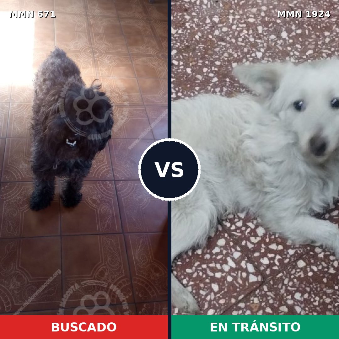 Comparativa MMS 41335: mascota perdida y mascota encontrada, 43% de similitud