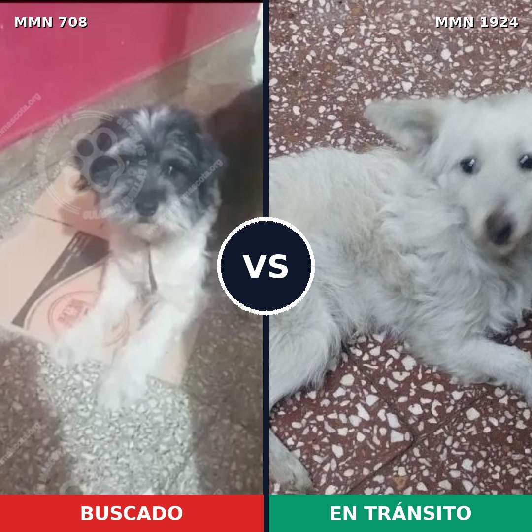 Comparativa MMS 41338: mascota perdida y mascota encontrada, 59% de similitud