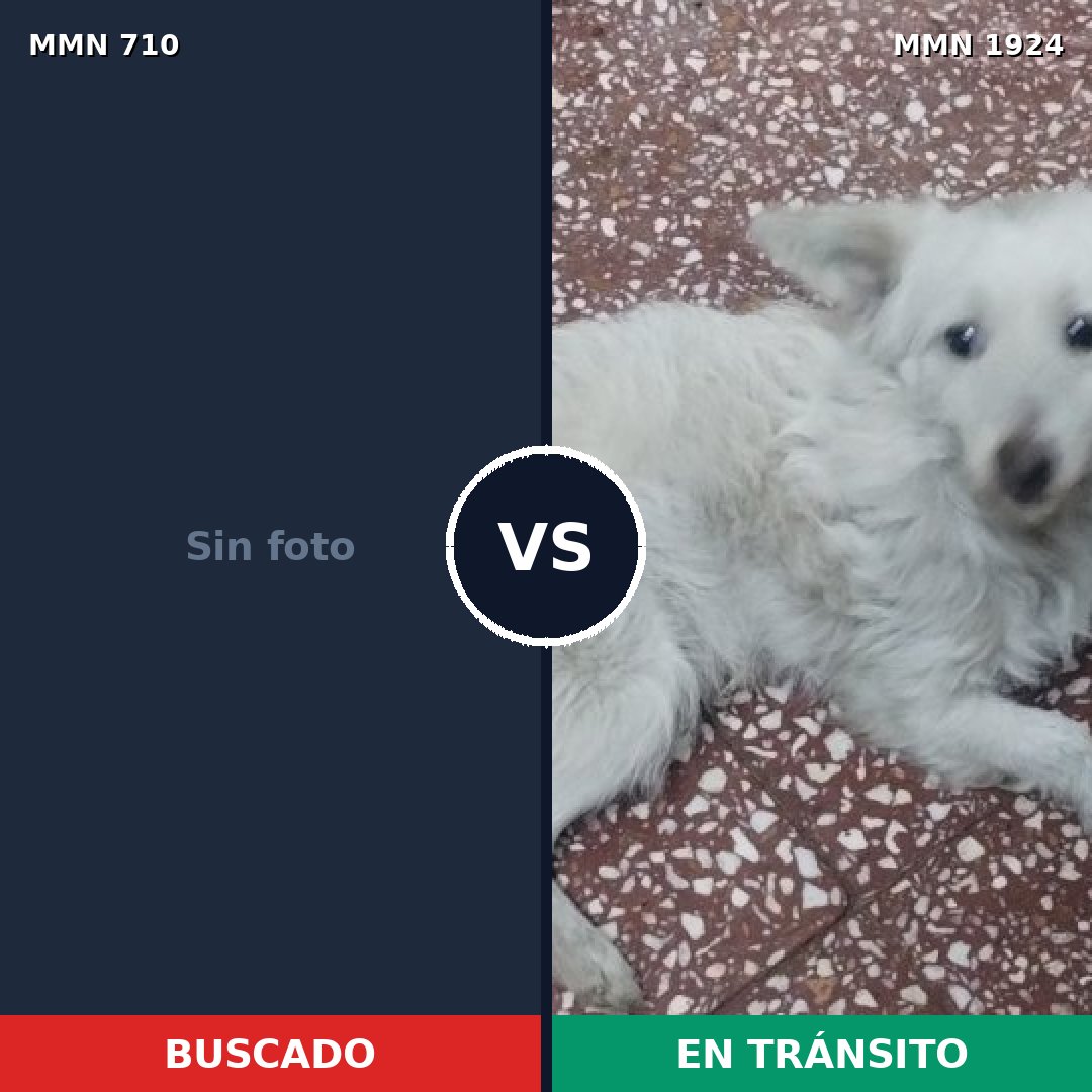 Comparativa MMS 41339: mascota perdida y mascota encontrada, 45% de similitud