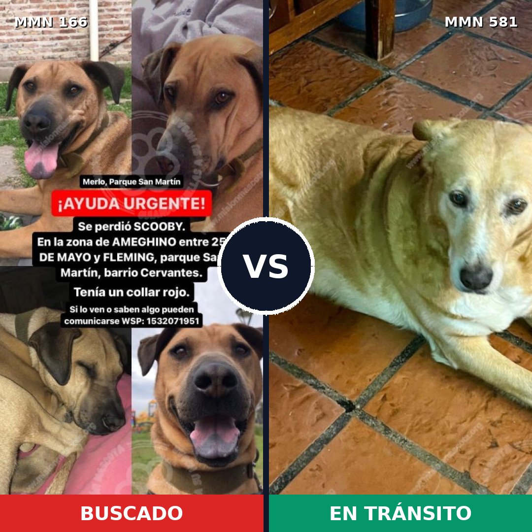 Comparativa MMS 4134: mascota perdida y mascota encontrada, 64% de similitud