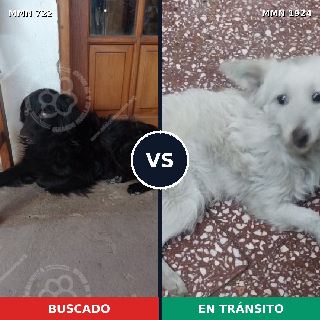 Comparativa MMS 41340: mascota perdida y mascota encontrada, 34% de similitud