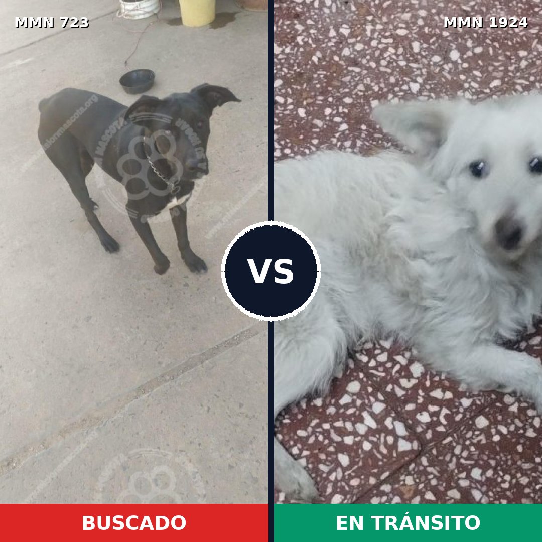 Comparativa MMS 41341: mascota perdida y mascota encontrada, 47% de similitud