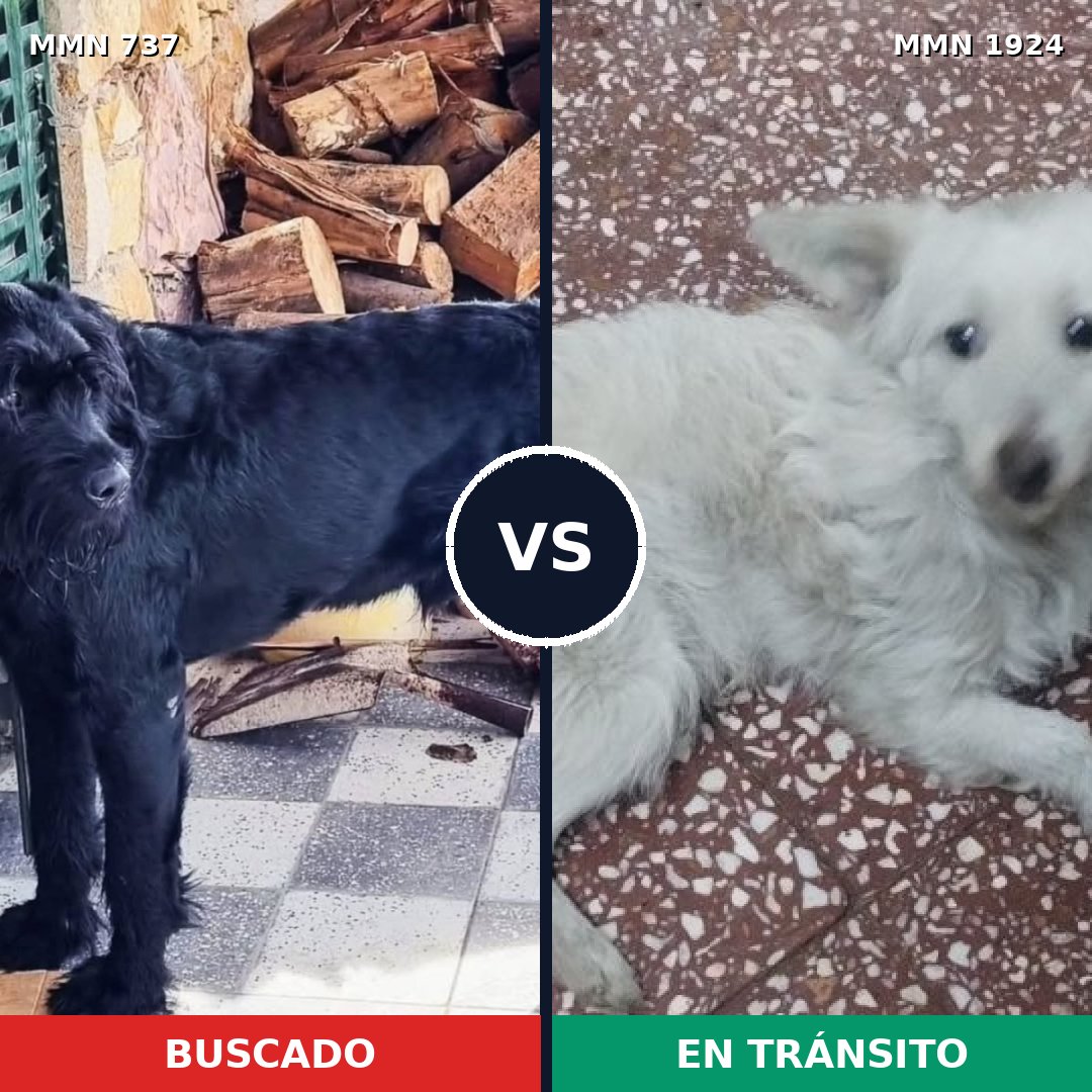 Comparativa MMS 41342: mascota perdida y mascota encontrada, 24% de similitud