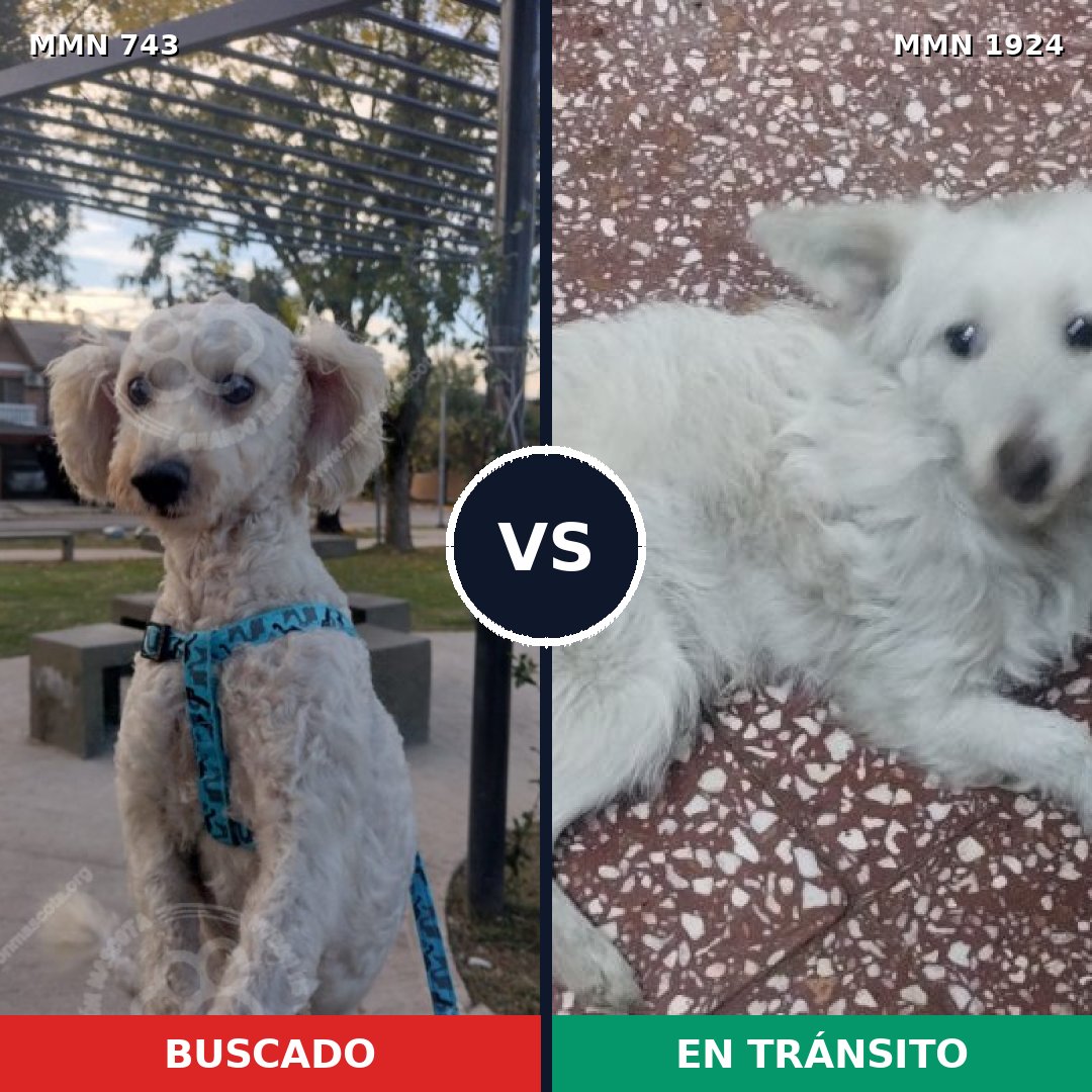 Comparativa MMS 41344: mascota perdida y mascota encontrada, 55% de similitud