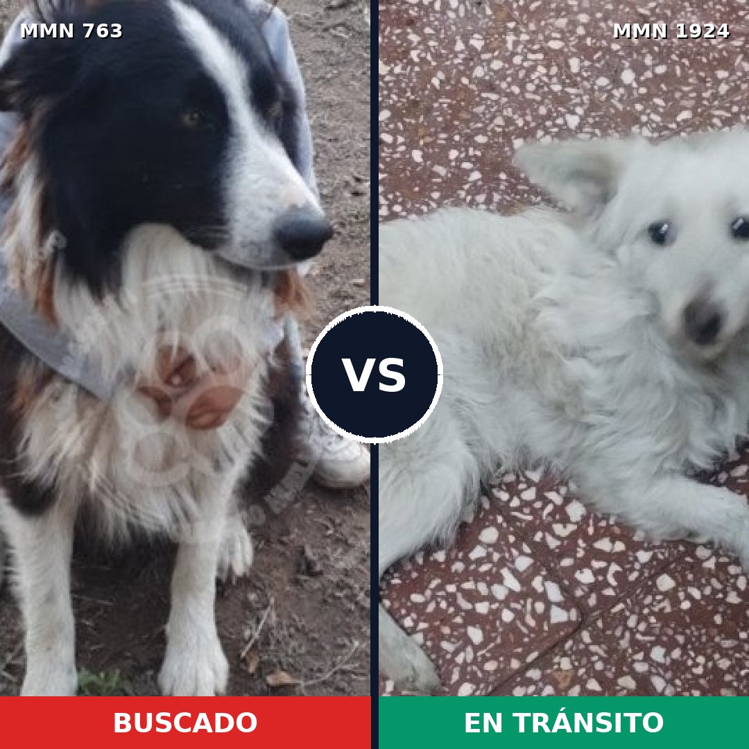 Comparativa MMS 41347: mascota perdida y mascota encontrada, 33% de similitud