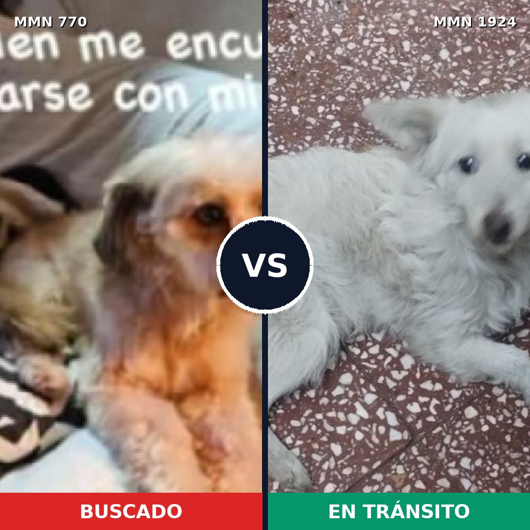 Comparativa MMS 41349: mascota perdida y mascota encontrada, 80% de similitud