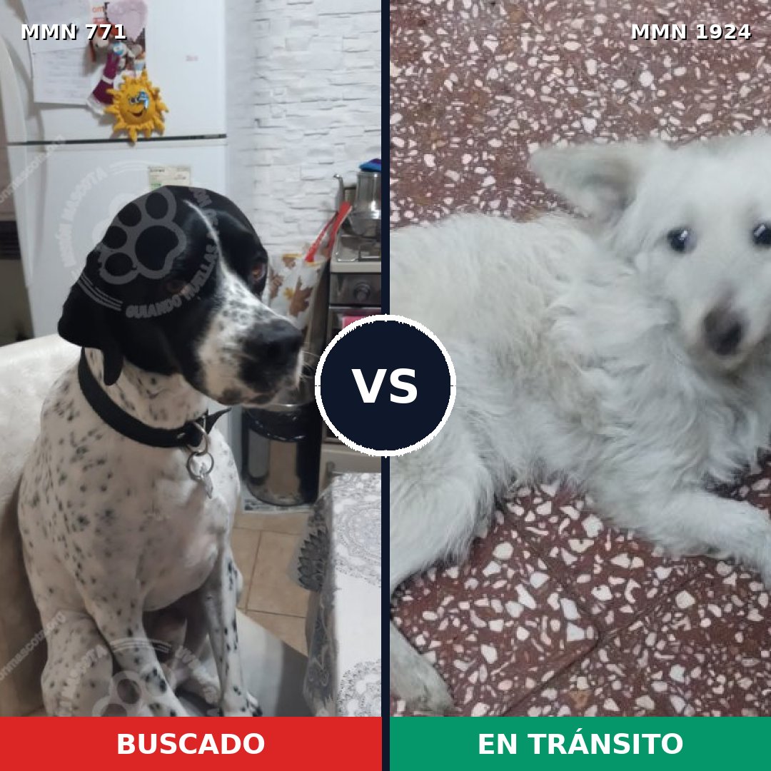 Comparativa MMS 41350: mascota perdida y mascota encontrada, 41% de similitud