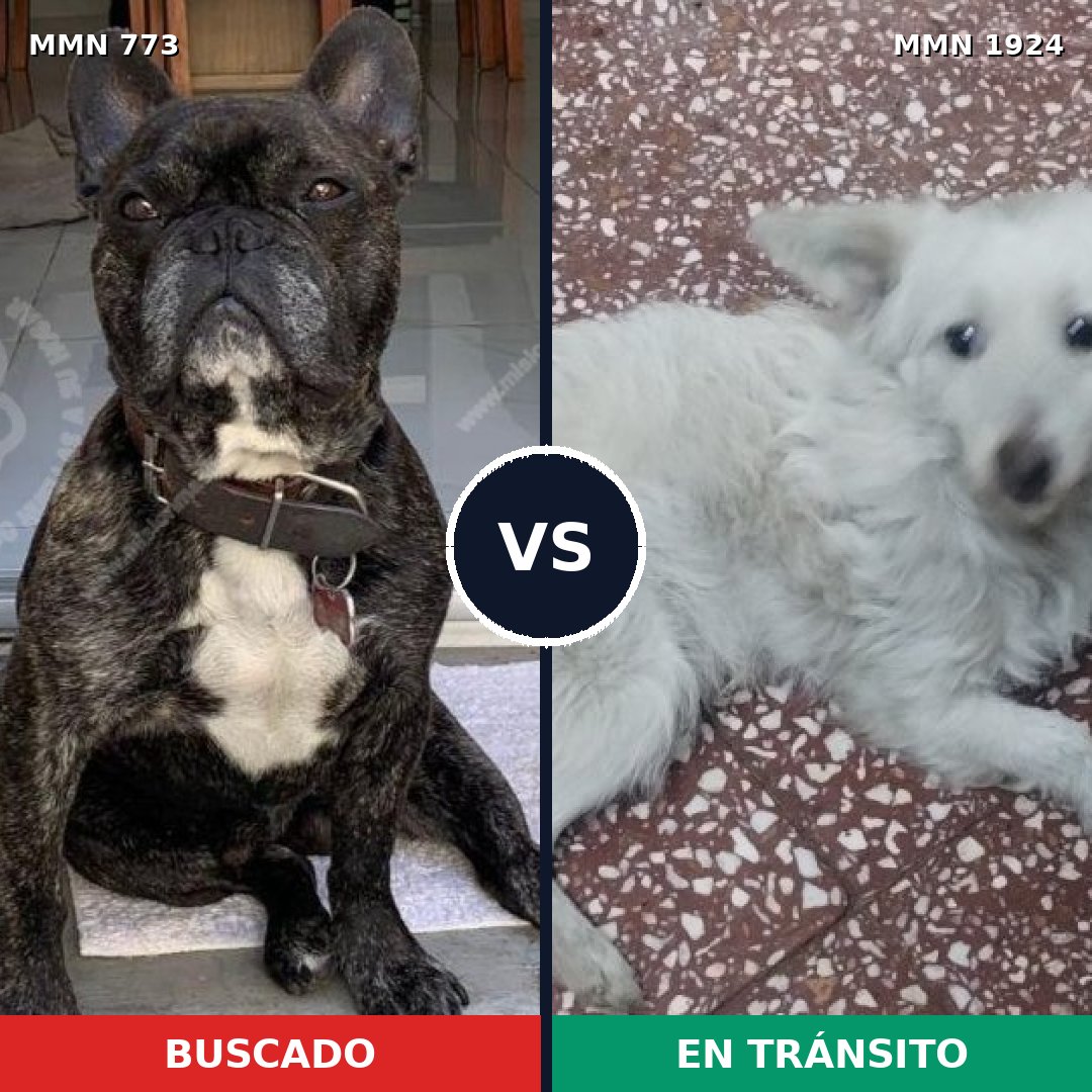 Comparativa MMS 41351: mascota perdida y mascota encontrada, 37% de similitud