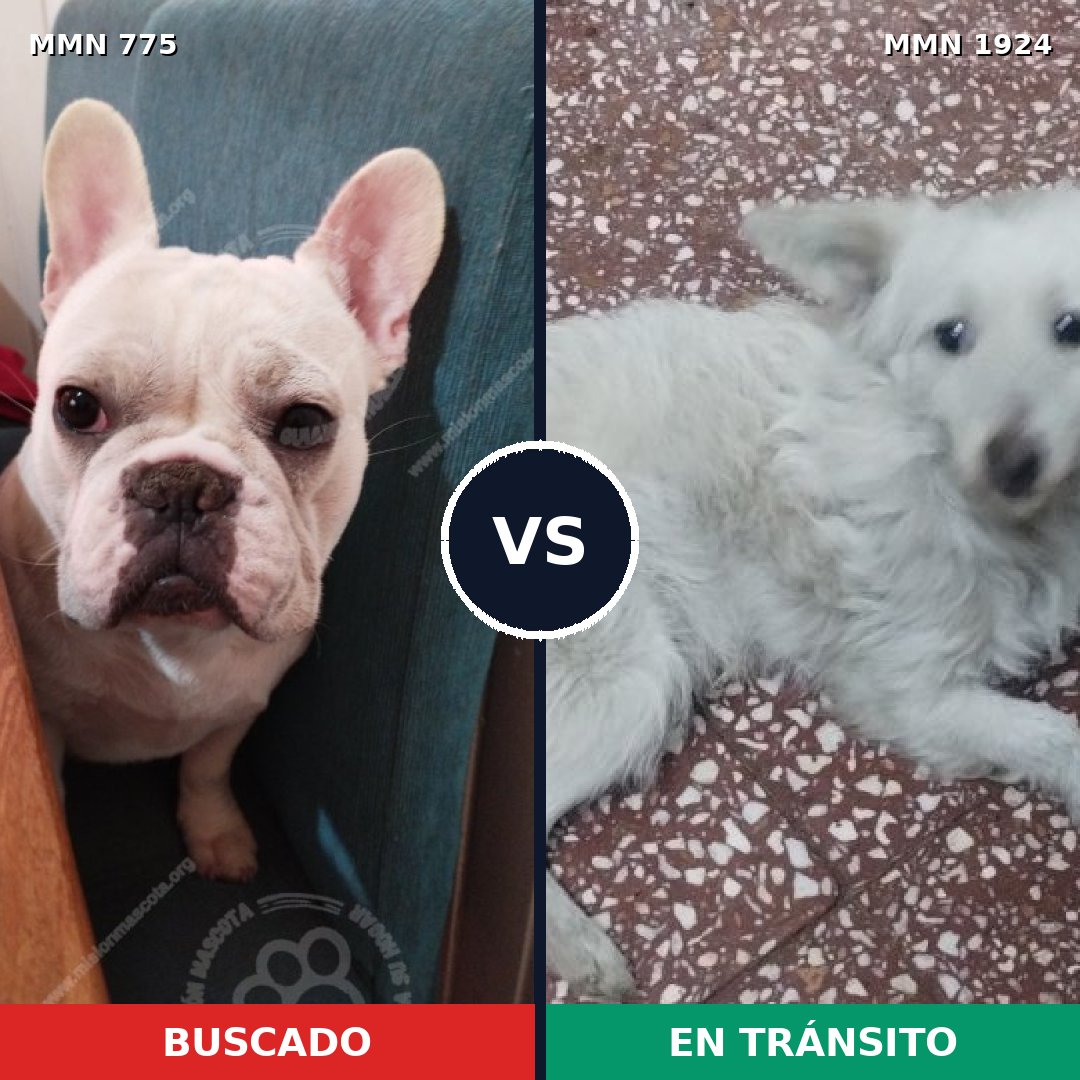 Comparativa MMS 41352: mascota perdida y mascota encontrada, 44% de similitud