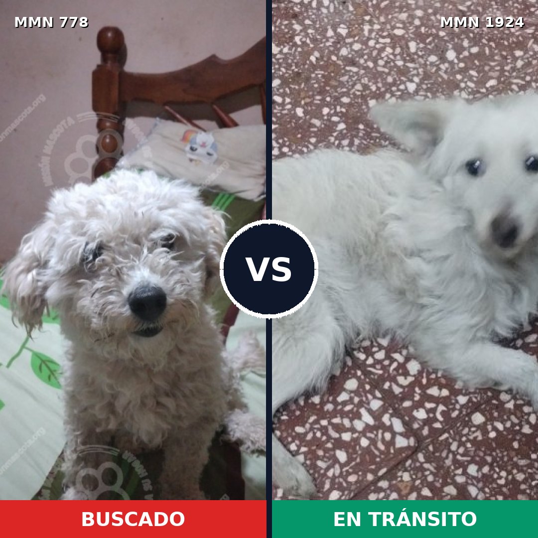 Comparativa MMS 41353: mascota perdida y mascota encontrada, 44% de similitud