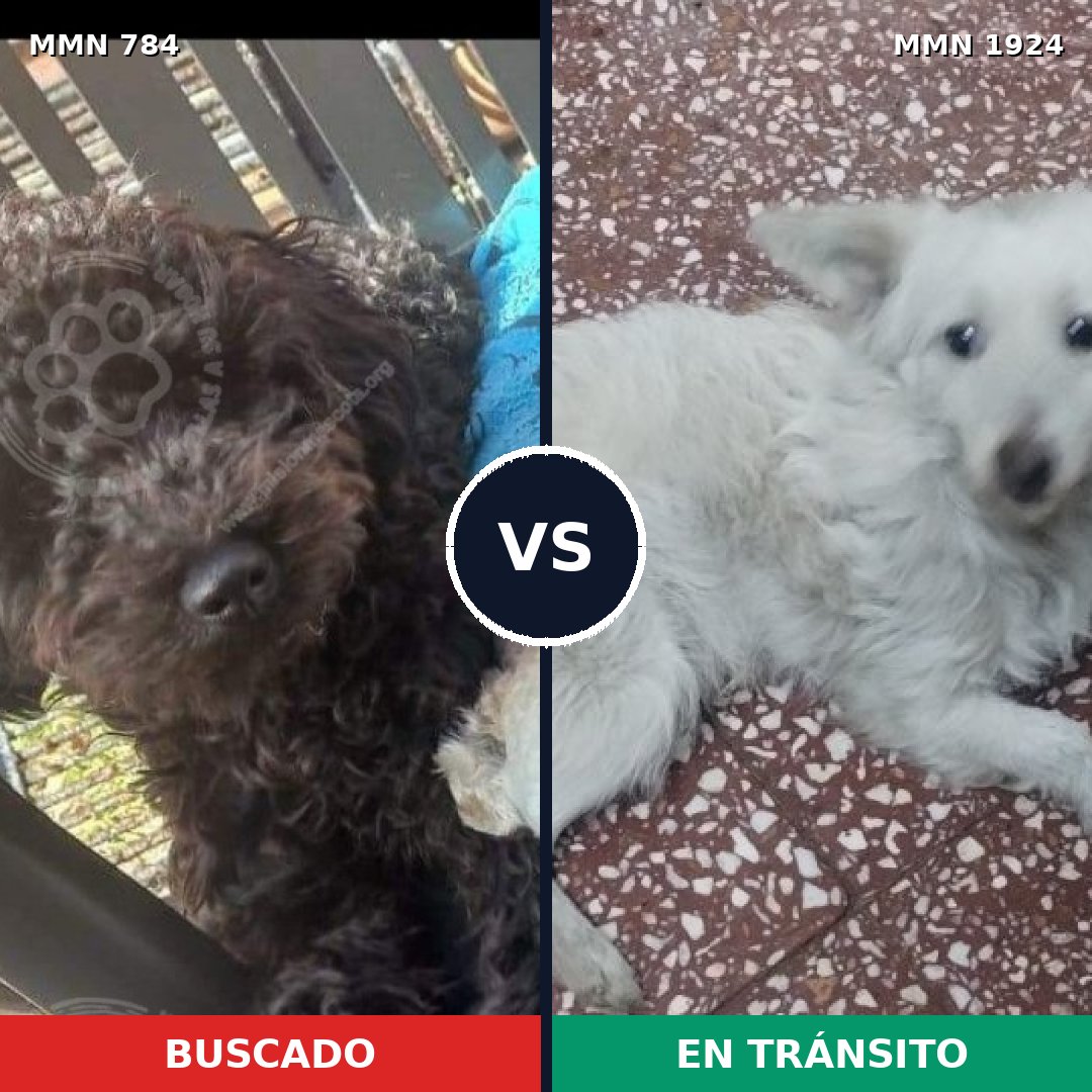 Comparativa MMS 41354: mascota perdida y mascota encontrada, 53% de similitud
