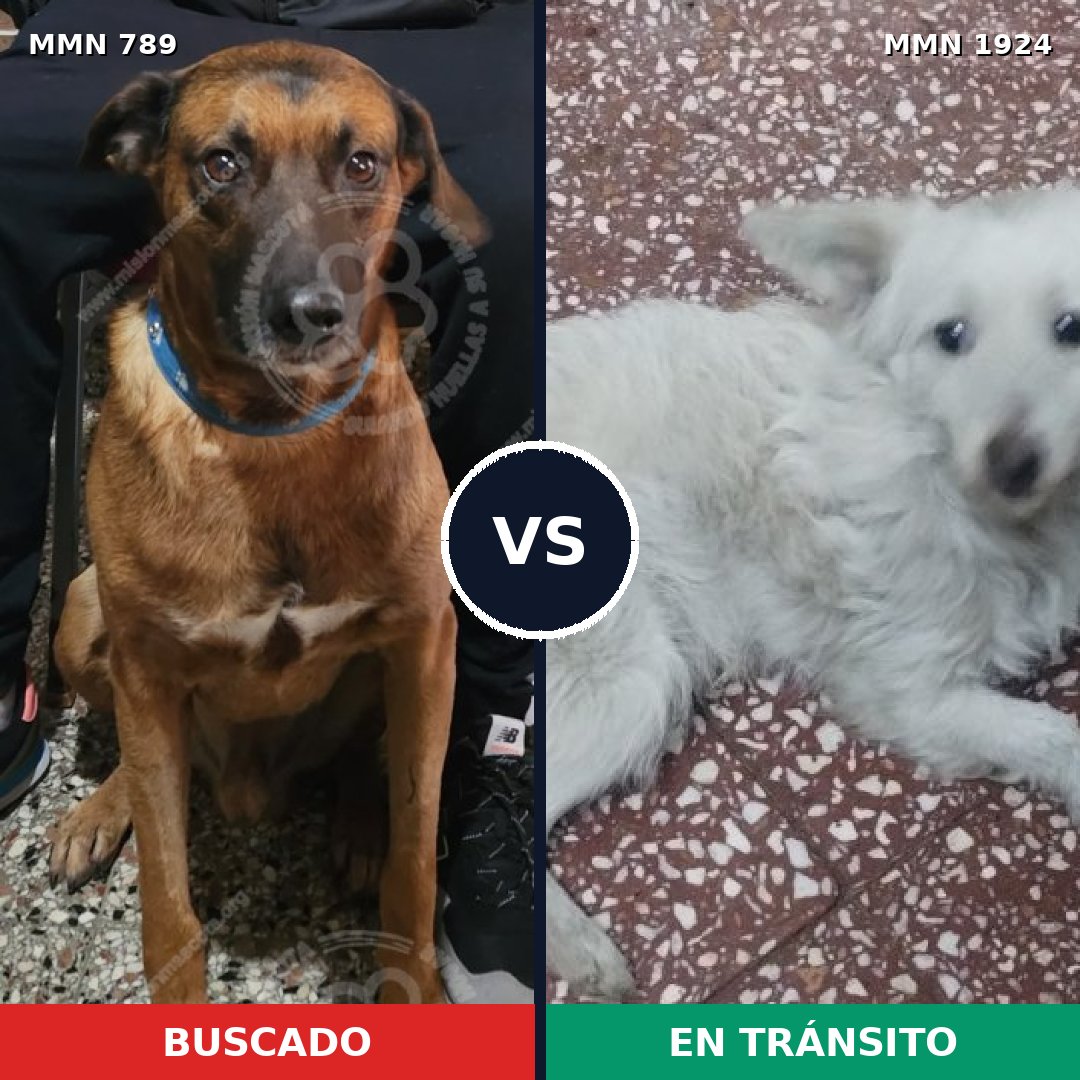 Comparativa MMS 41355: mascota perdida y mascota encontrada, 53% de similitud
