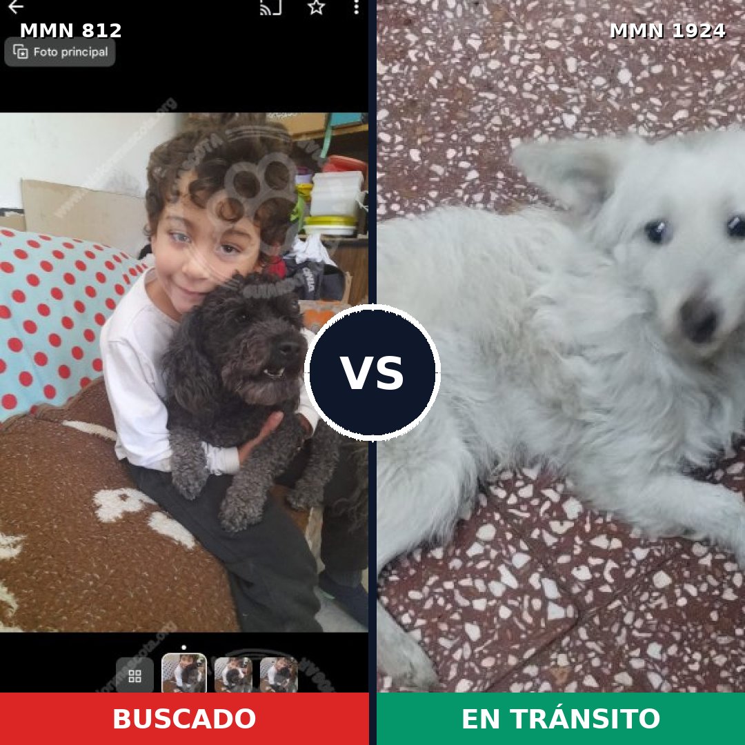 Comparativa MMS 41357: mascota perdida y mascota encontrada, 45% de similitud
