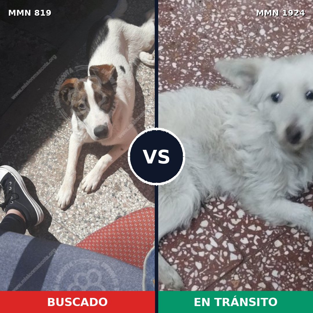 Comparativa MMS 41358: mascota perdida y mascota encontrada, 72% de similitud