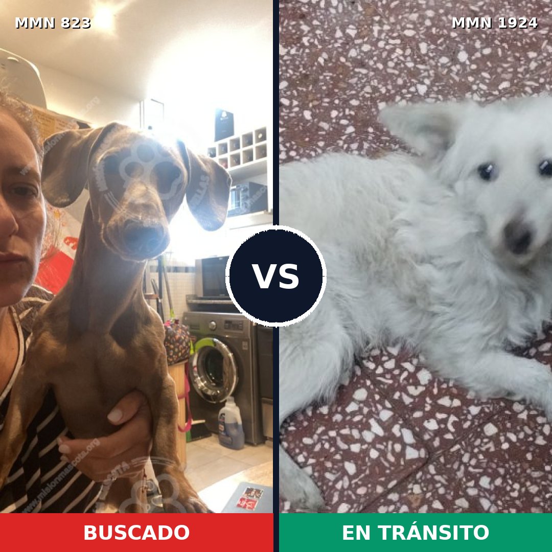 Comparativa MMS 41359: mascota perdida y mascota encontrada, 45% de similitud