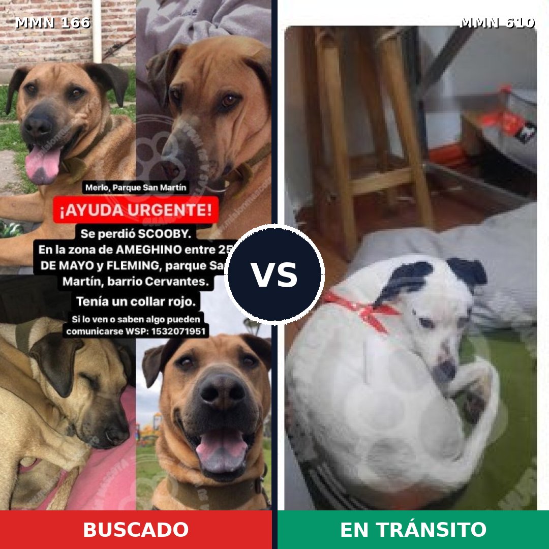 Comparativa MMS 4136: mascota perdida y mascota encontrada, 11% de similitud