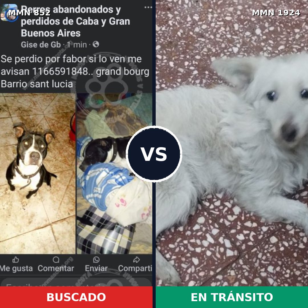 Comparativa MMS 41362: mascota perdida y mascota encontrada, 36% de similitud