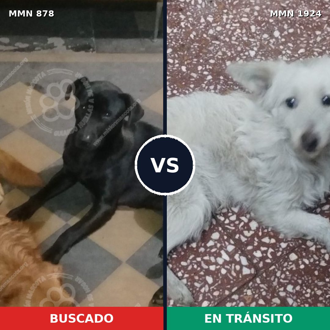 Comparativa MMS 41363: mascota perdida y mascota encontrada, 39% de similitud