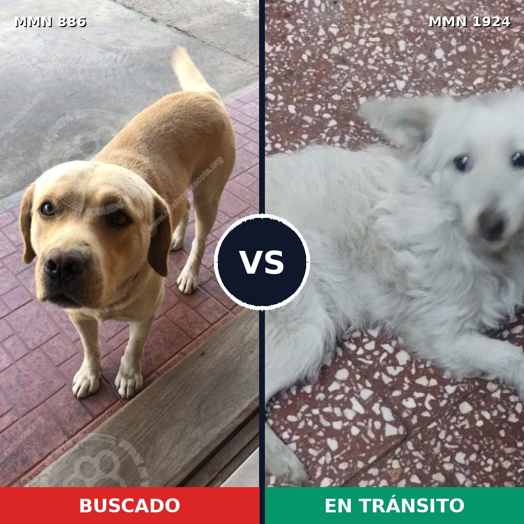 Comparativa MMS 41364: mascota perdida y mascota encontrada, 34% de similitud