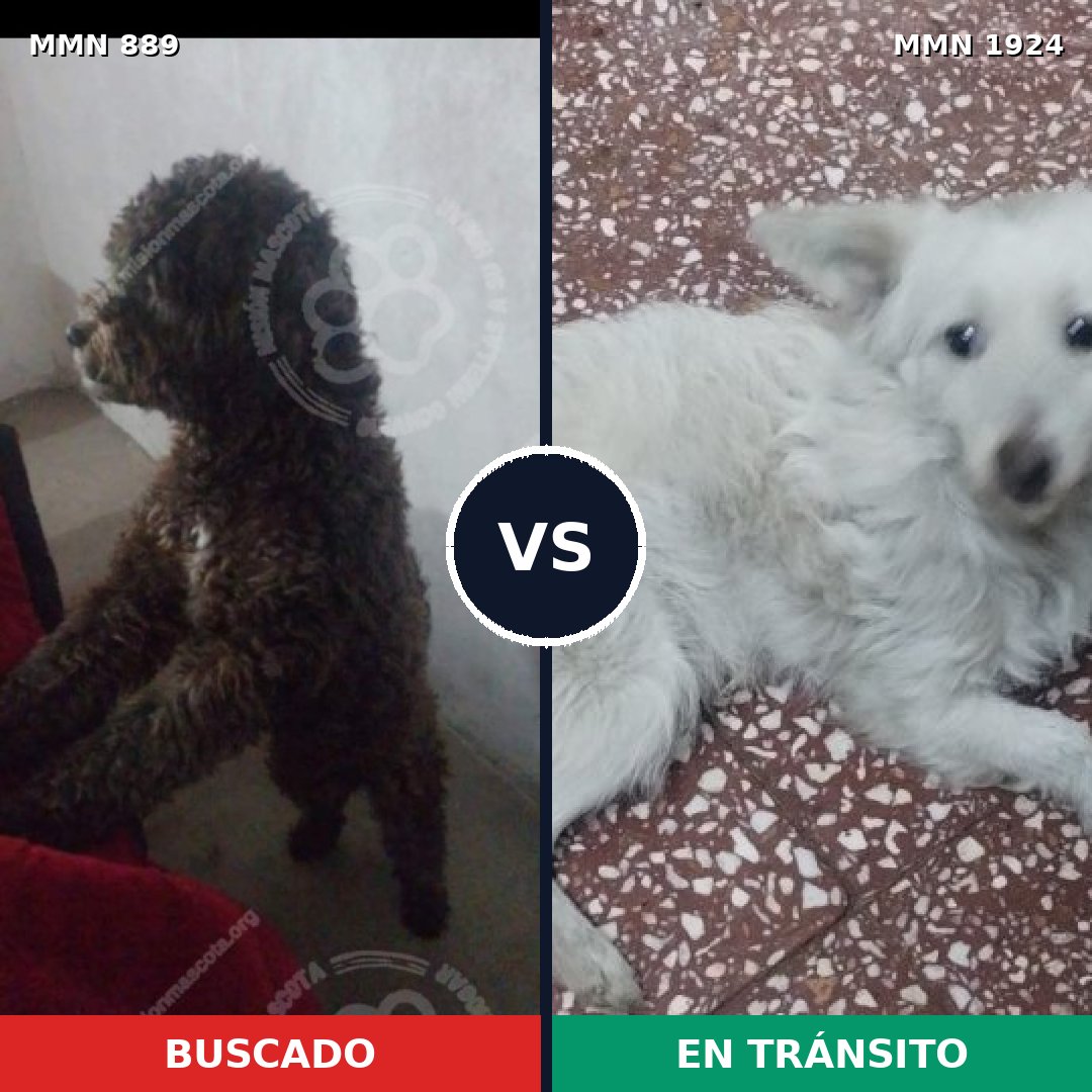 Comparativa MMS 41365: mascota perdida y mascota encontrada, 35% de similitud