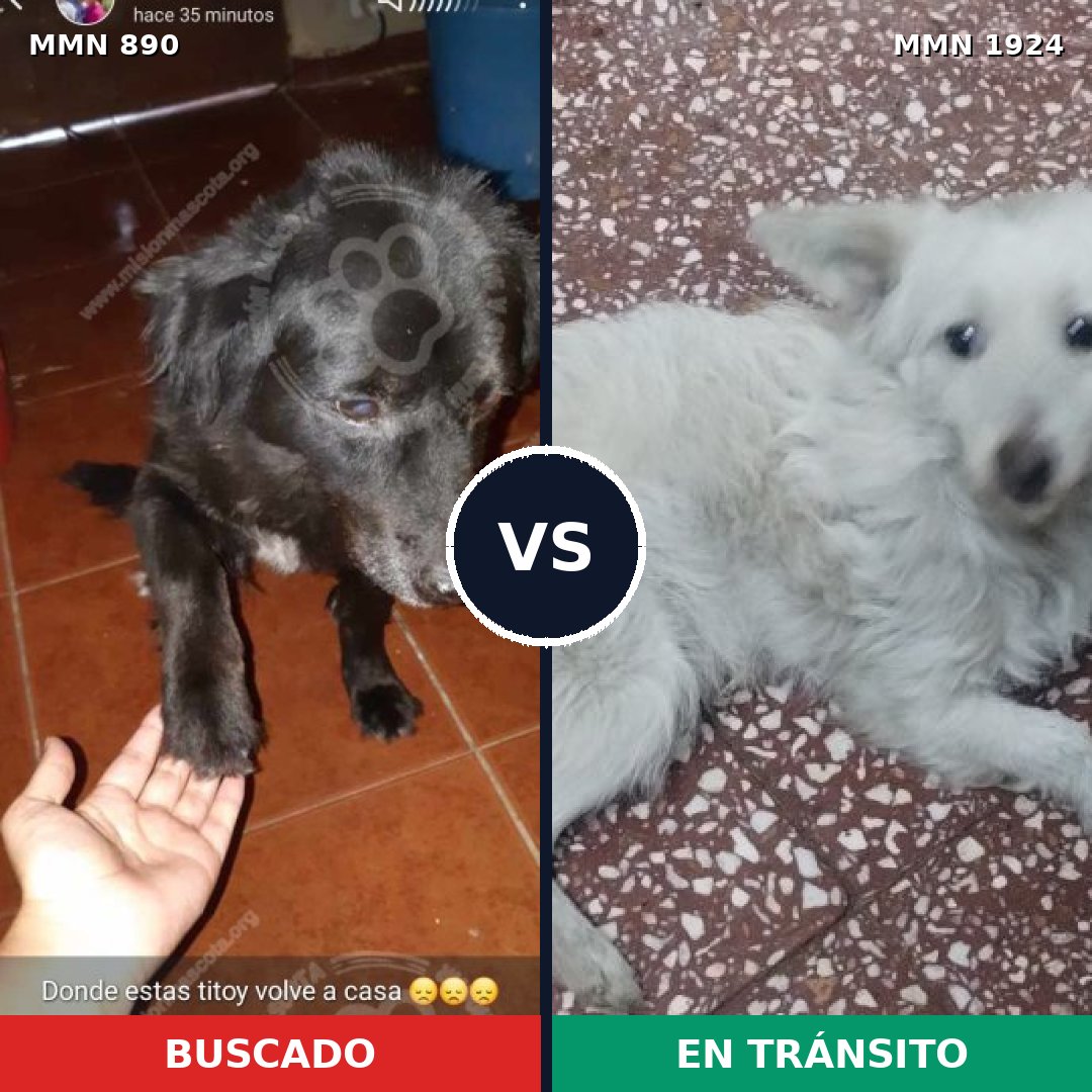 Comparativa MMS 41366: mascota perdida y mascota encontrada, 55% de similitud