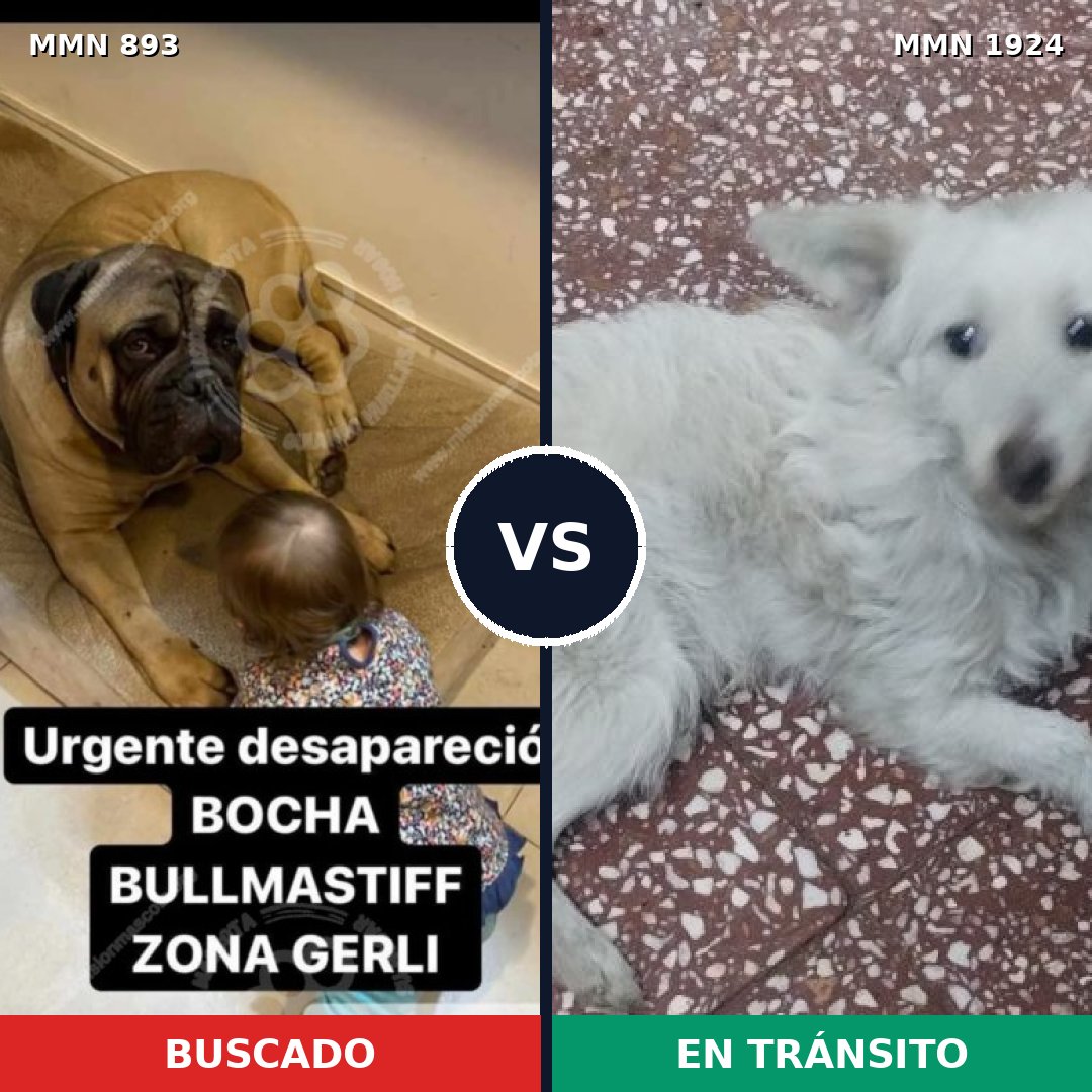 Comparativa MMS 41367: mascota perdida y mascota encontrada, 31% de similitud