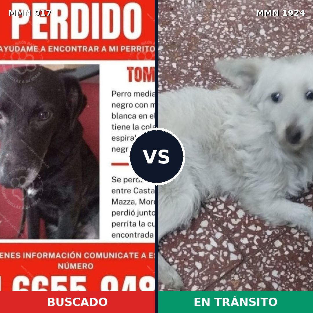Comparativa MMS 41369: mascota perdida y mascota encontrada, 48% de similitud