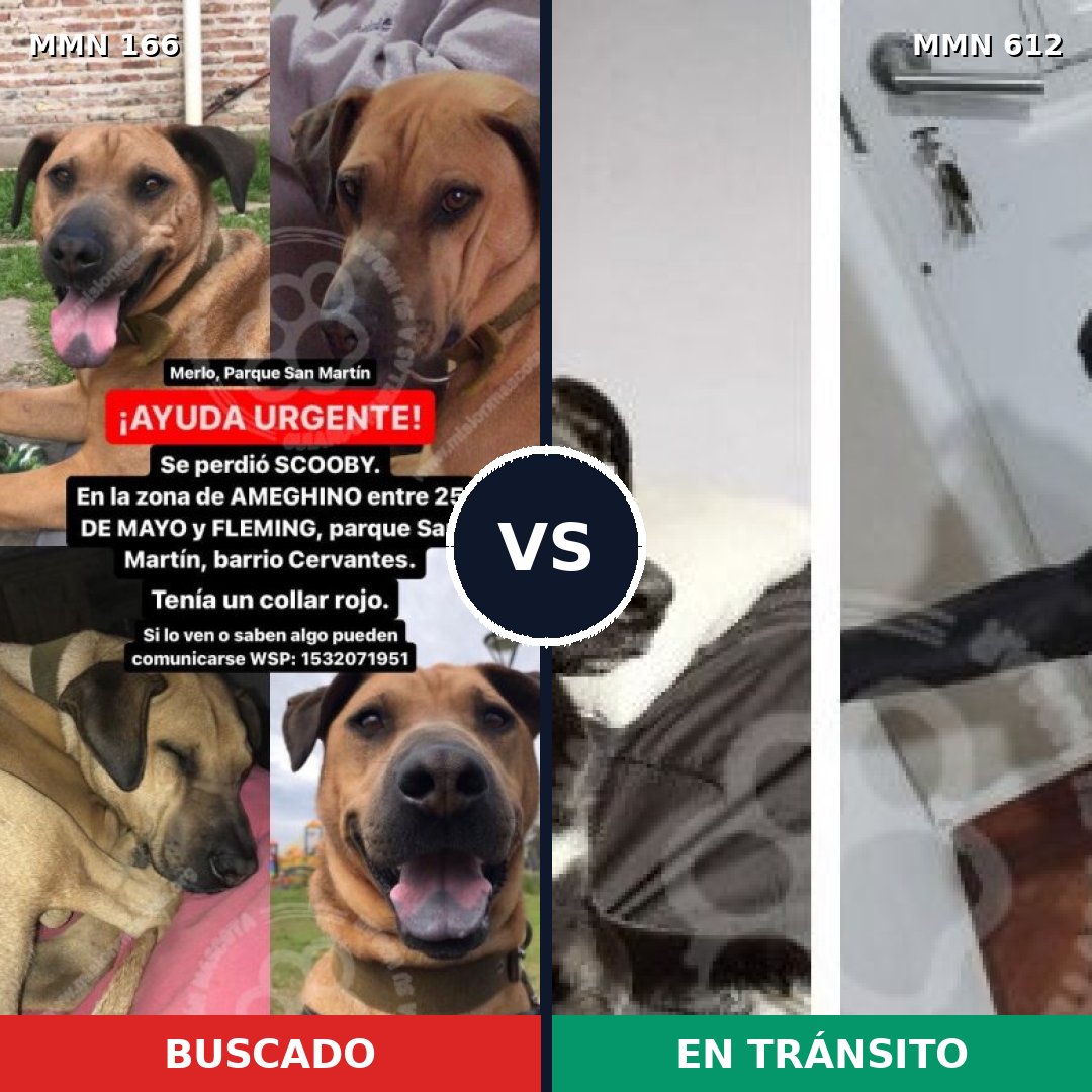 Comparativa MMS 4137: mascota perdida y mascota encontrada, 11% de similitud