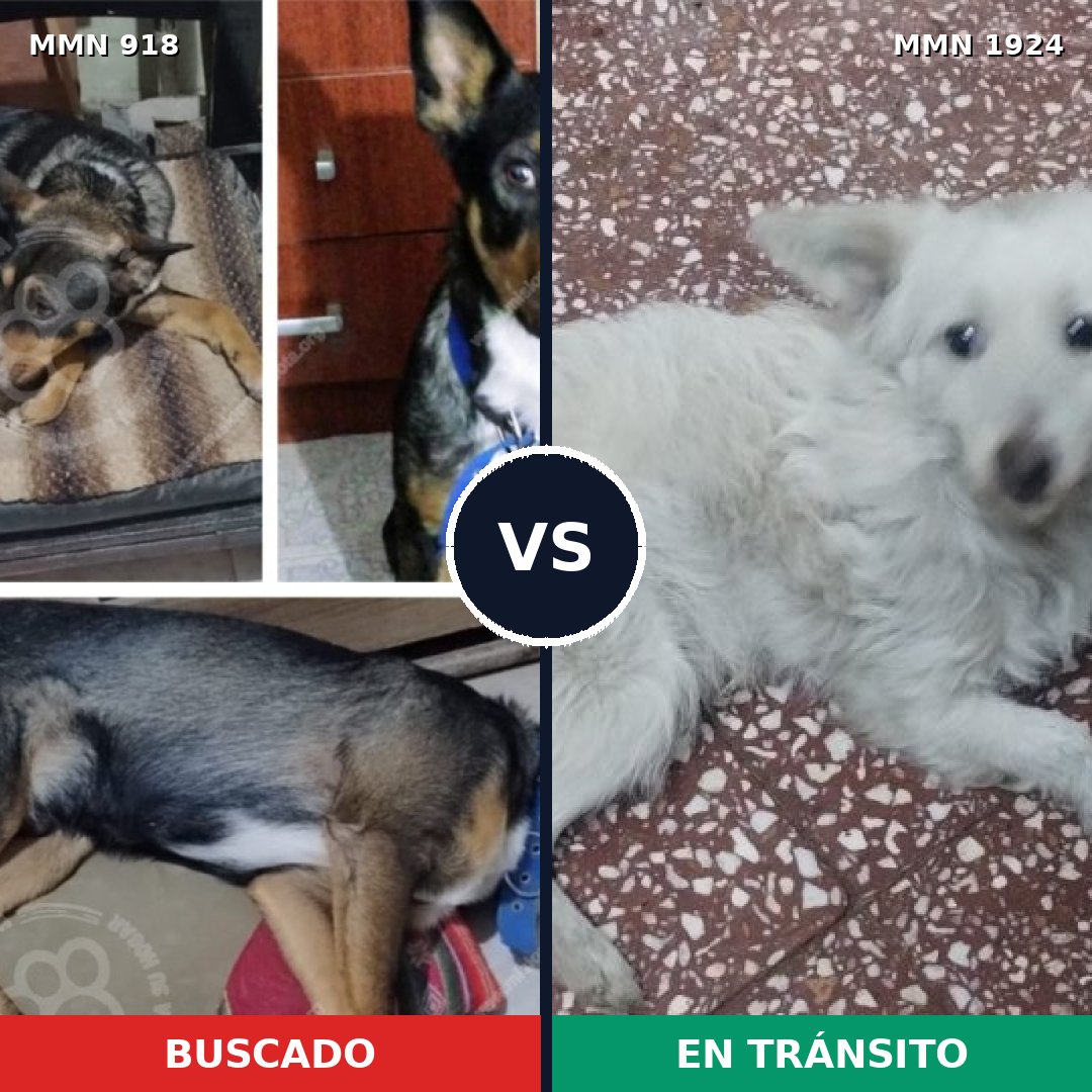 Comparativa MMS 41370: mascota perdida y mascota encontrada, 35% de similitud