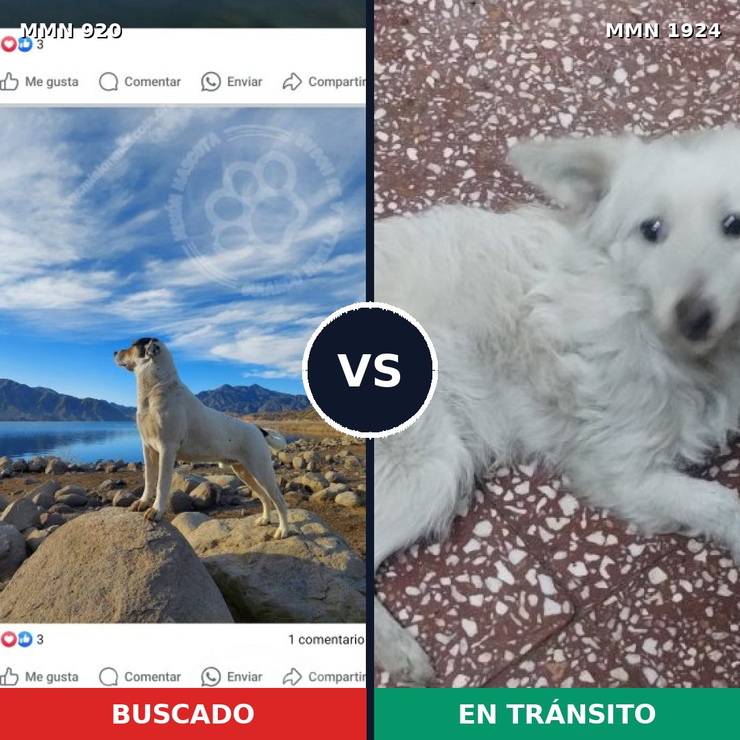 Comparativa MMS 41371: mascota perdida y mascota encontrada, 30% de similitud