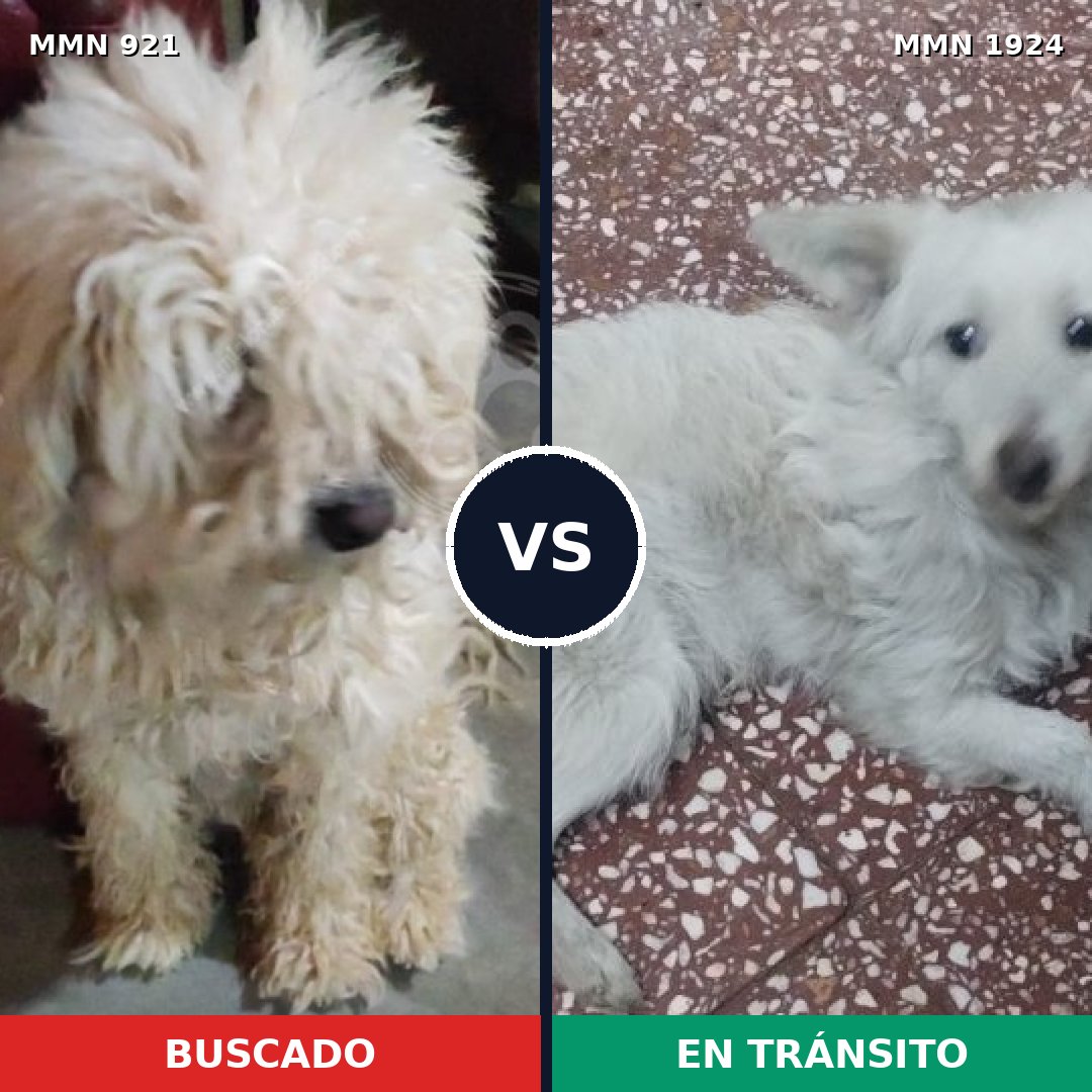 Comparativa MMS 41372: mascota perdida y mascota encontrada, 61% de similitud