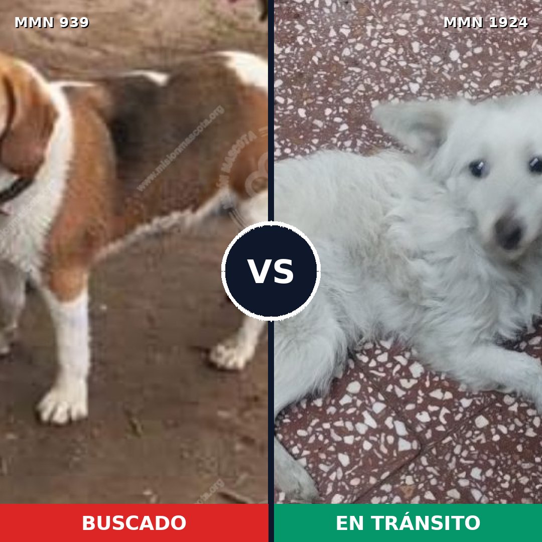 Comparativa MMS 41373: mascota perdida y mascota encontrada, 37% de similitud