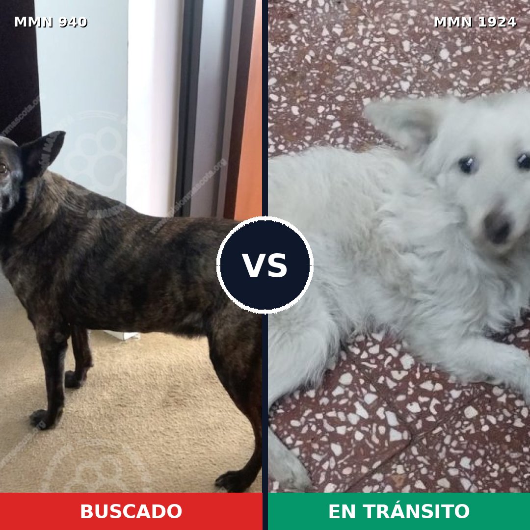 Comparativa MMS 41374: mascota perdida y mascota encontrada, 41% de similitud