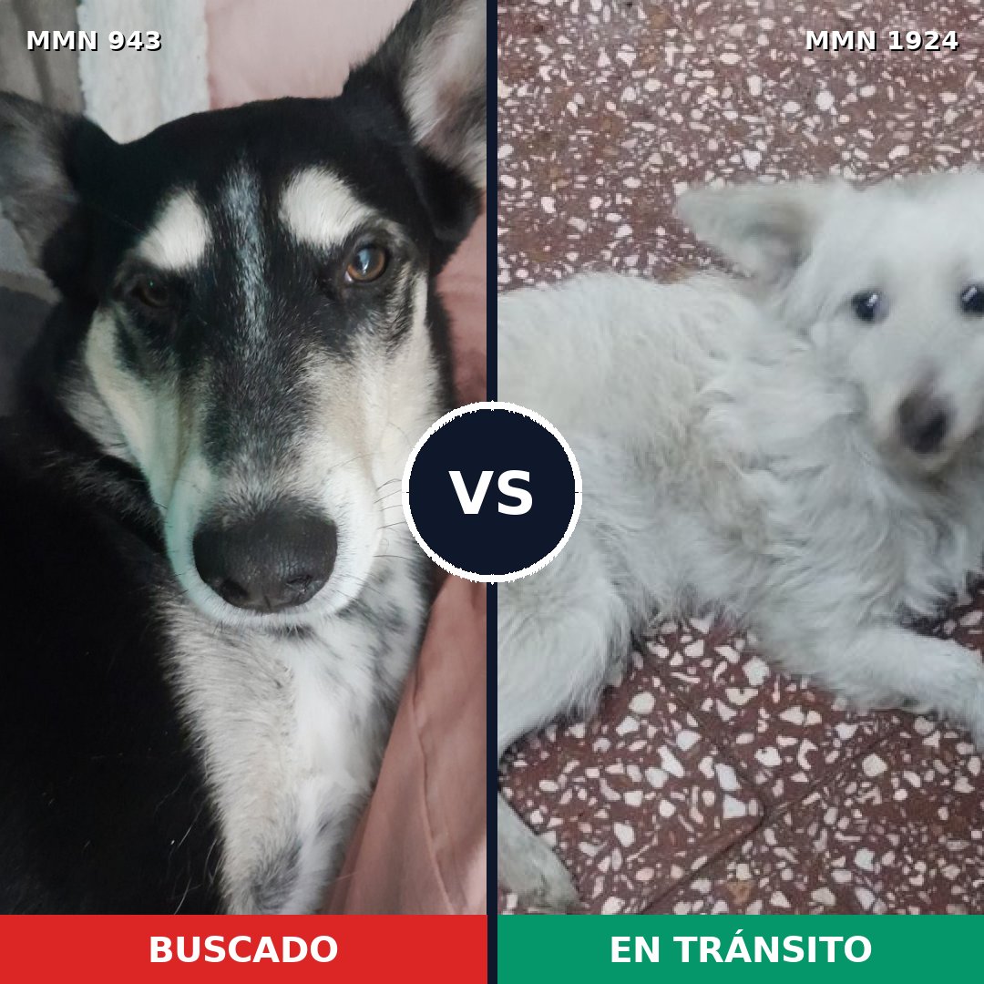 Comparativa MMS 41375: mascota perdida y mascota encontrada, 59% de similitud