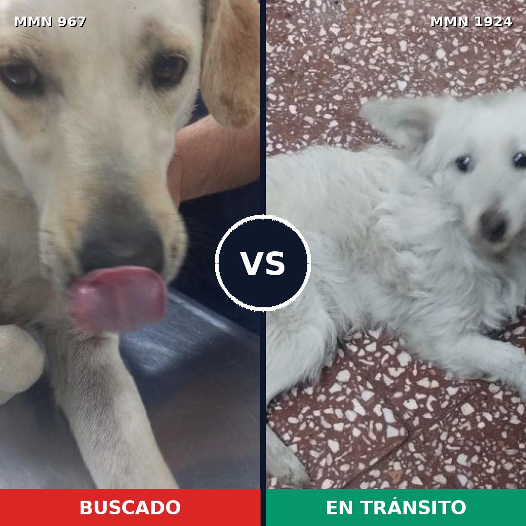 Comparativa MMS 41377: mascota perdida y mascota encontrada, 57% de similitud