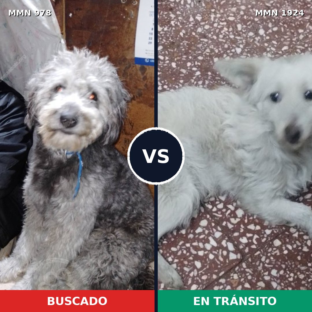 Comparativa MMS 41378: mascota perdida y mascota encontrada, 43% de similitud