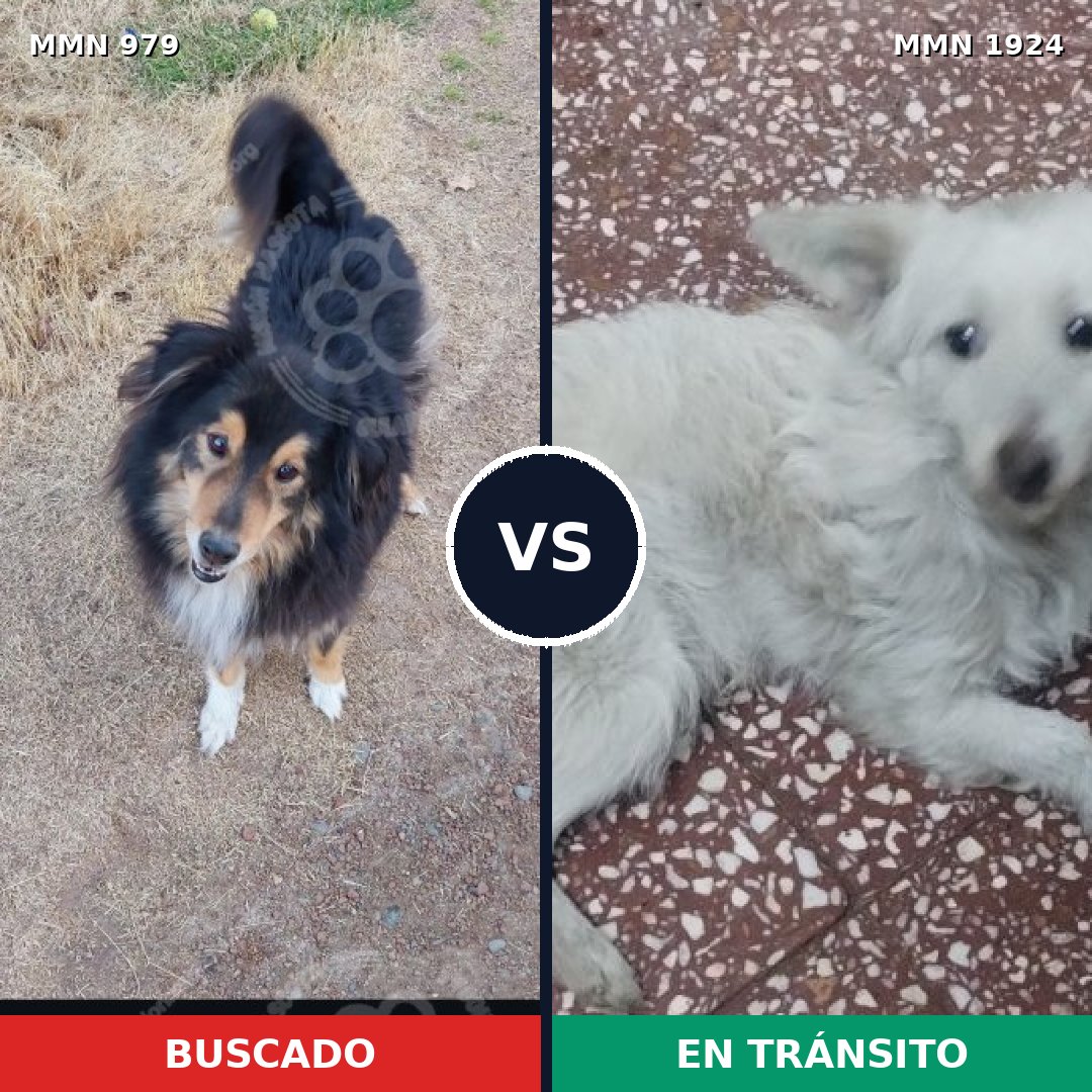 Comparativa MMS 41379: mascota perdida y mascota encontrada, 31% de similitud