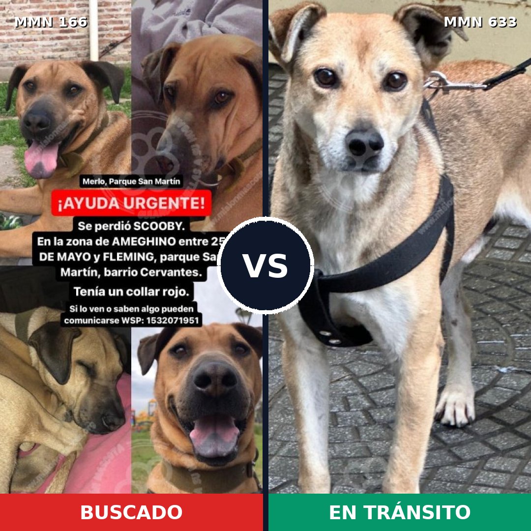 Comparativa MMS 4138: mascota perdida y mascota encontrada, 8% de similitud