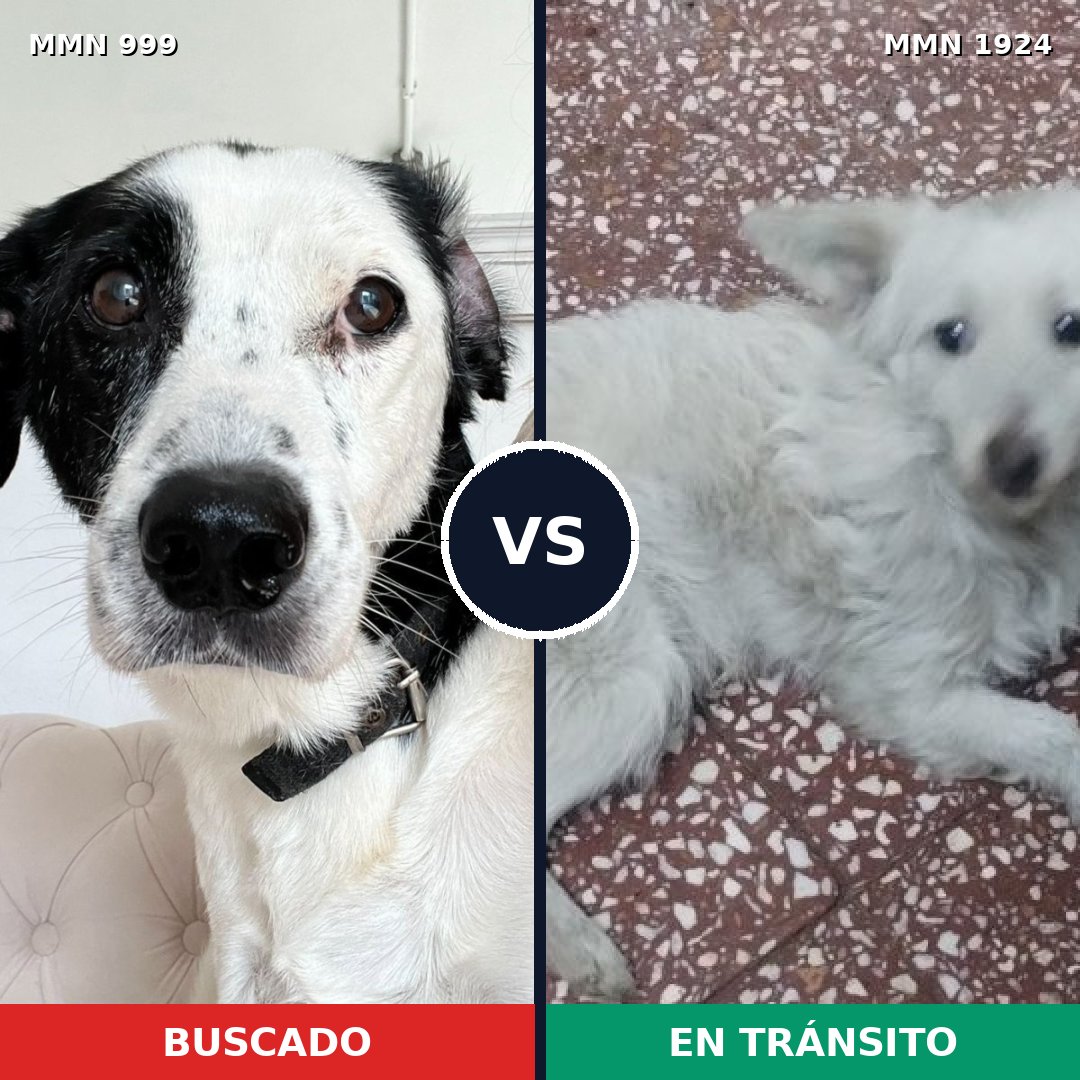 Comparativa MMS 41382: mascota perdida y mascota encontrada, 49% de similitud