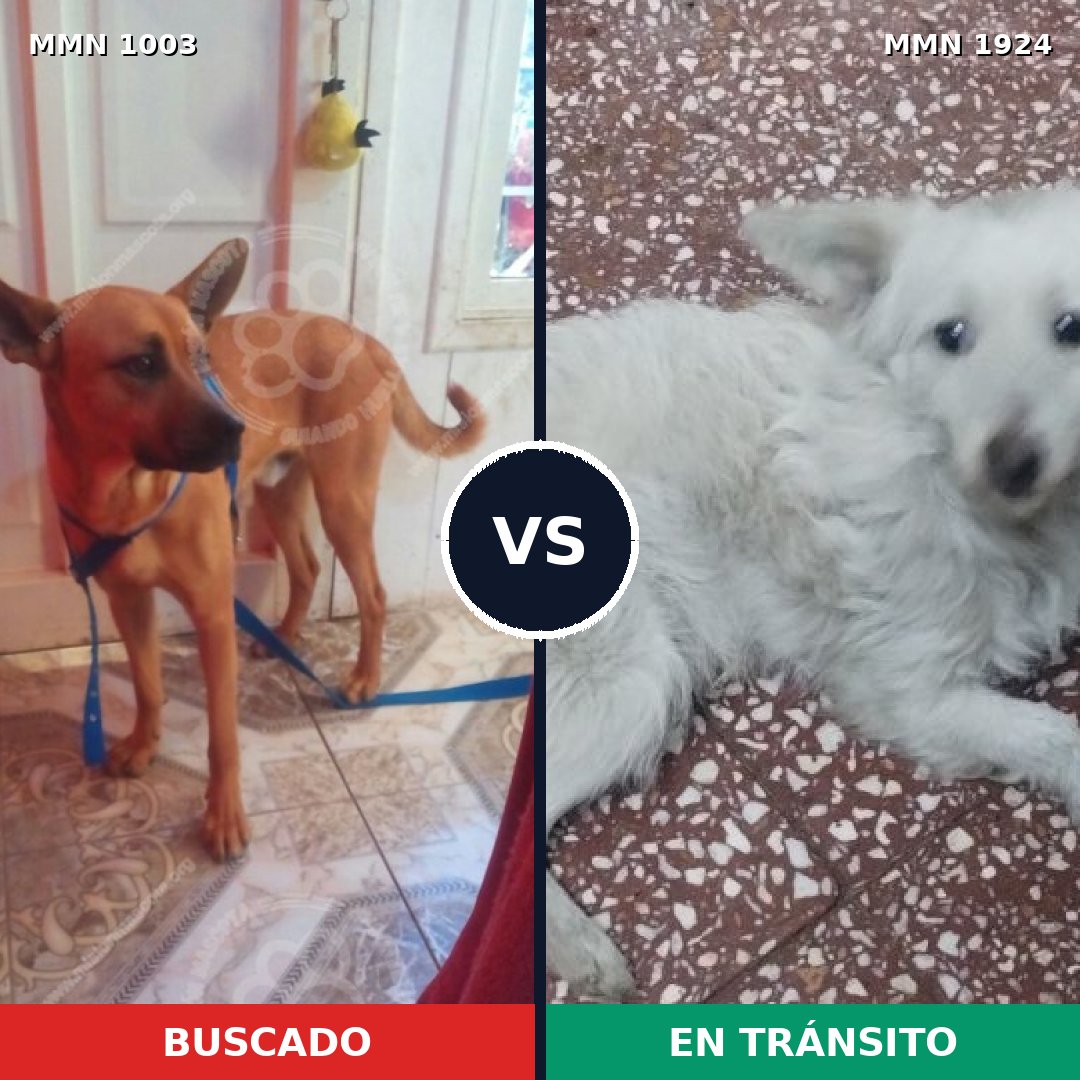 Comparativa MMS 41383: mascota perdida y mascota encontrada, 30% de similitud
