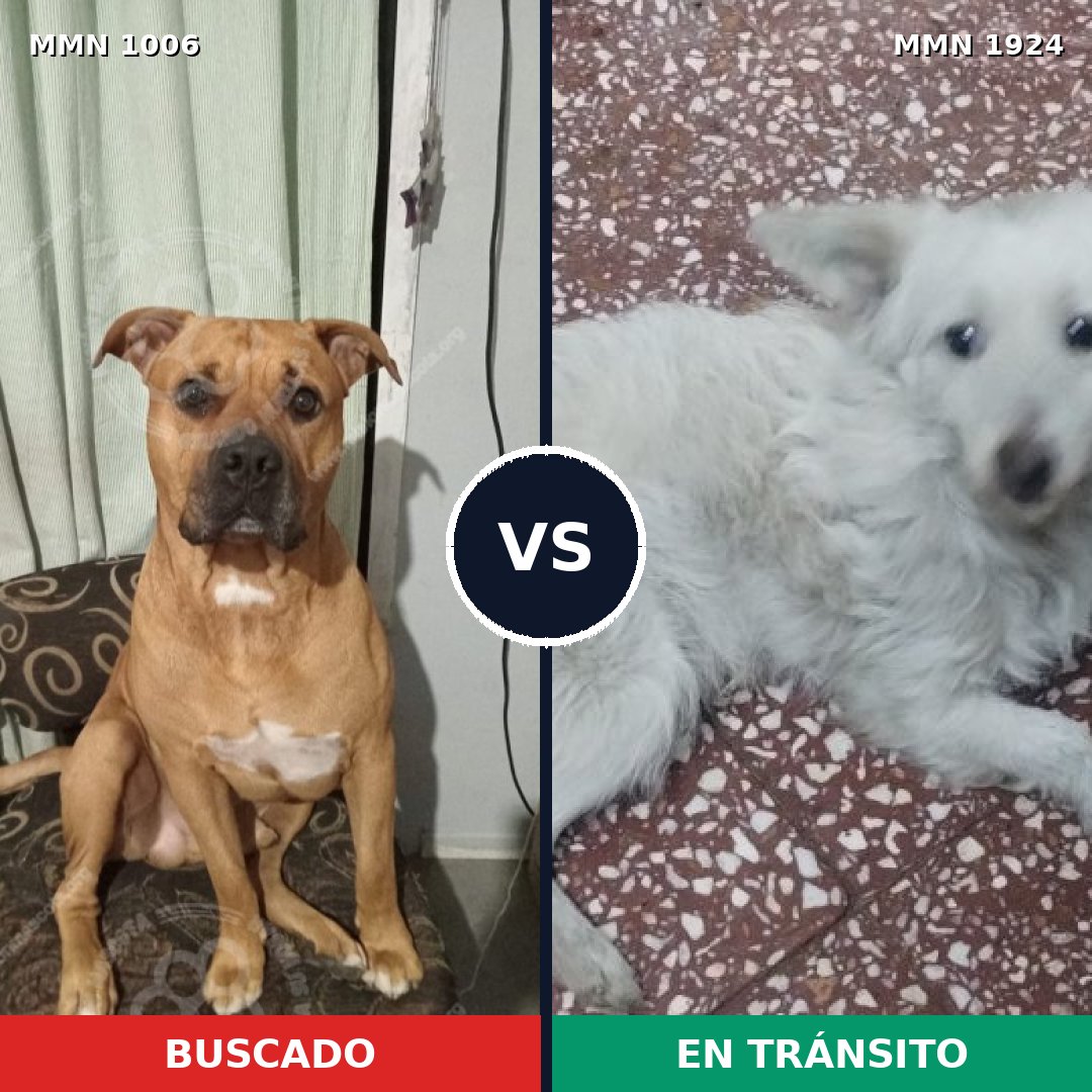 Comparativa MMS 41384: mascota perdida y mascota encontrada, 61% de similitud