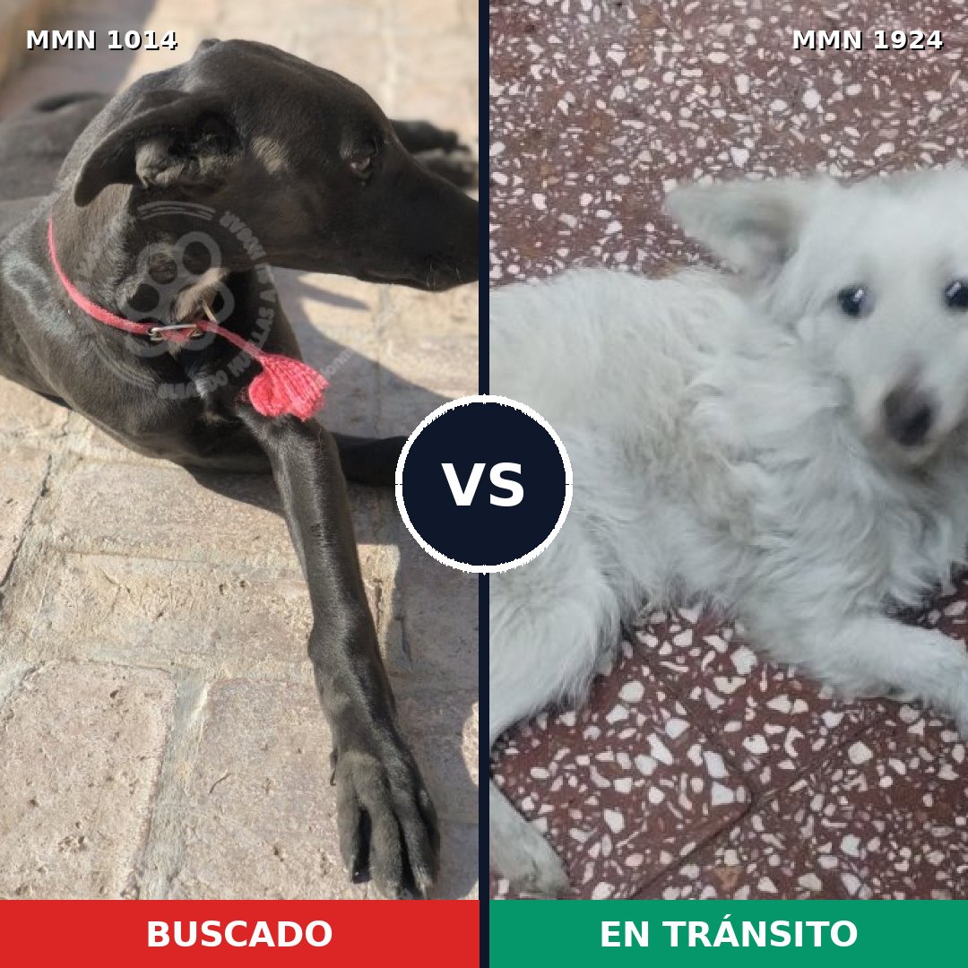 Comparativa MMS 41386: mascota perdida y mascota encontrada, 31% de similitud