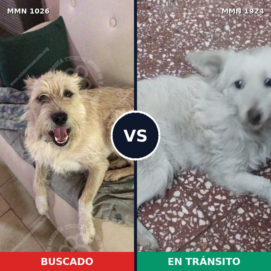 Comparativa MMS 41387: mascota perdida y mascota encontrada, 55% de similitud